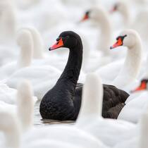 Gilt als Sinnbild für das absolut Undenkbare: Der schwarze Schwan.