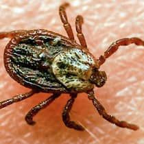 Le zecche devono essere rimosse il prima possibile.