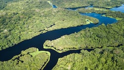 Wenn die Biodiversität schwindet, droht der Zusammenbruch der Ökosysteme: Amazonas-Regenwald im brasilianischen Bundesstaat Pará.