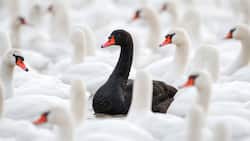 Gilt als Sinnbild für das absolut Undenkbare: Der schwarze Schwan.