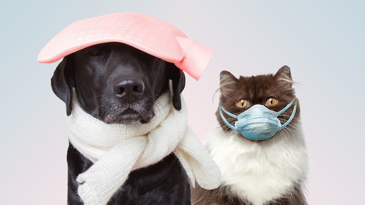 Erkältete Haustiere Hund Katze