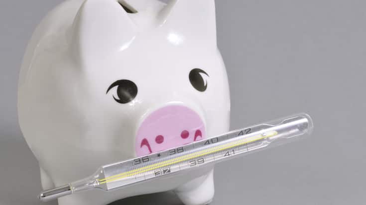 Schwein mit Fieberthermometer