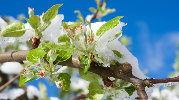 Frostschaden Apfelbaum