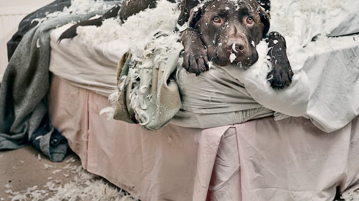 Hund auf Bett