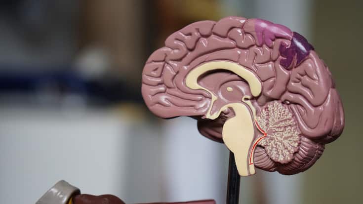 Brain_Gehrin