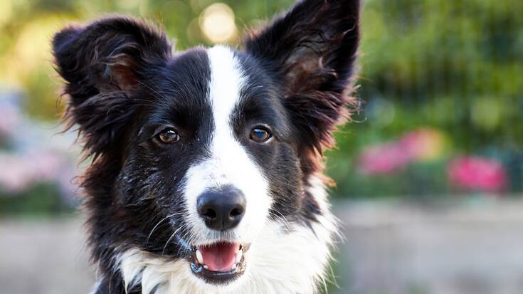 Haustierversicherung Hund Border Collie