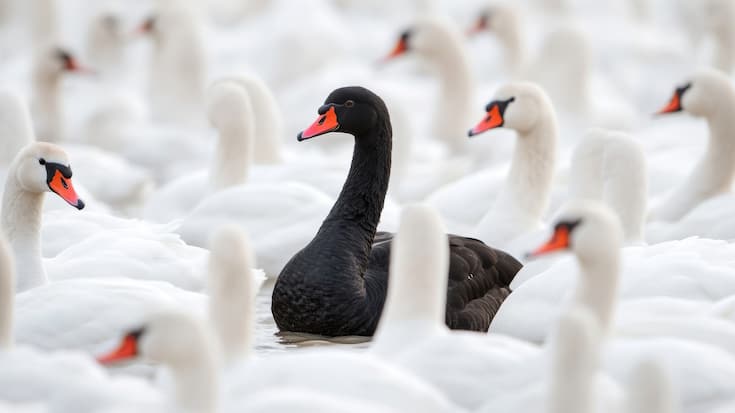 Schwarzer Schwan