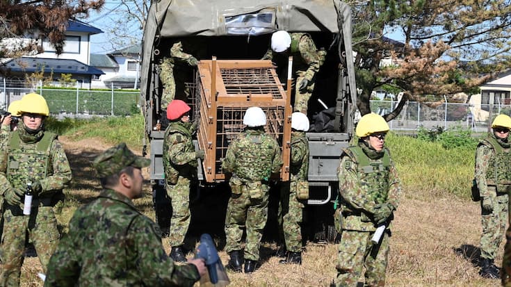 Japan Bärenattacken