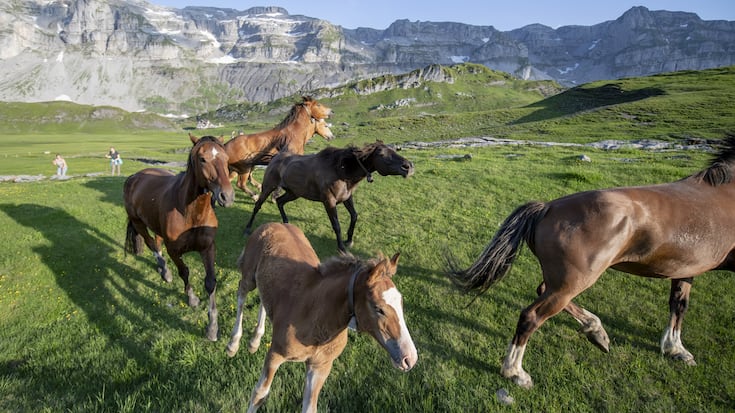 SCHWEIZ ALPAUFZUG GLATTALP