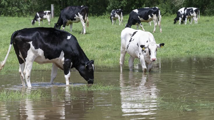 SCHWEIZ UNWETTER SONCEBOZ