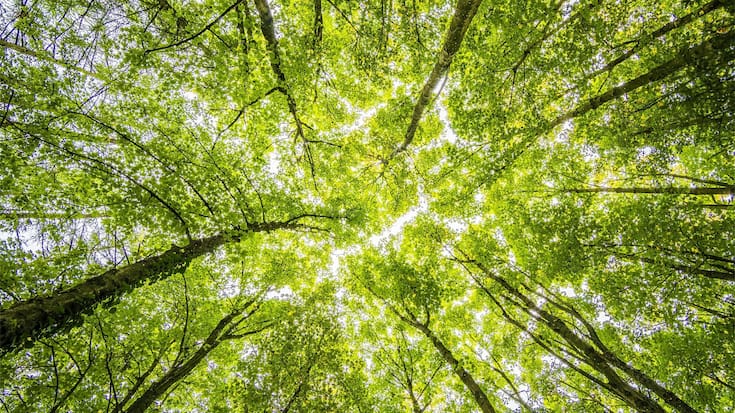 Wald