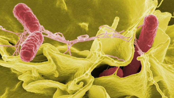 bacteria-67659_1920.jpg