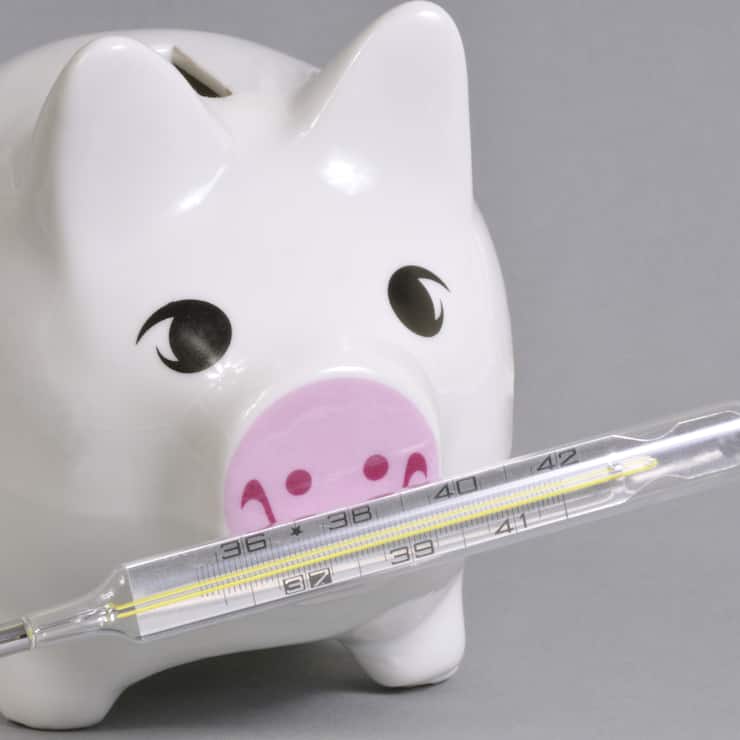 Schwein mit Fieberthermometer