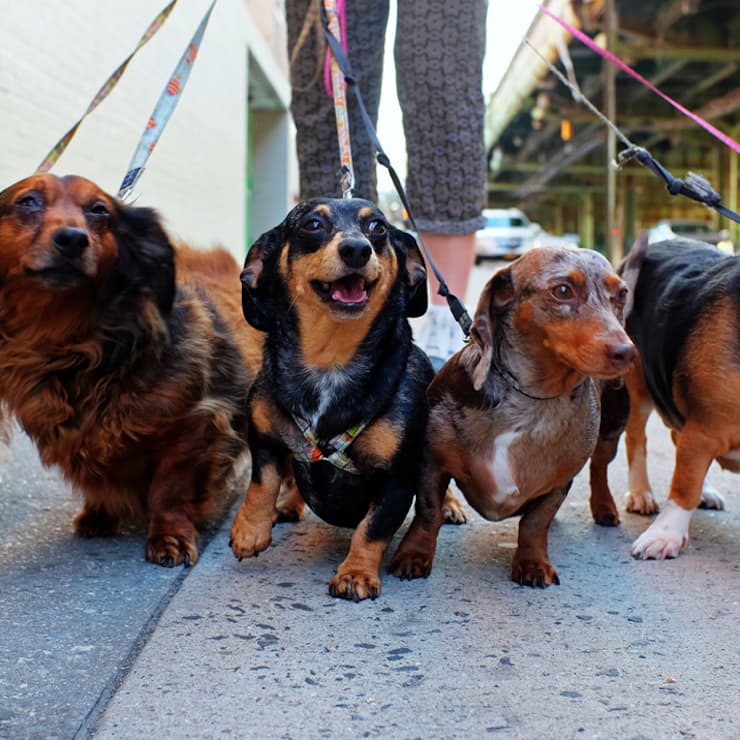 Diese «Aktien-Hunde» sind sehr pflegeleicht