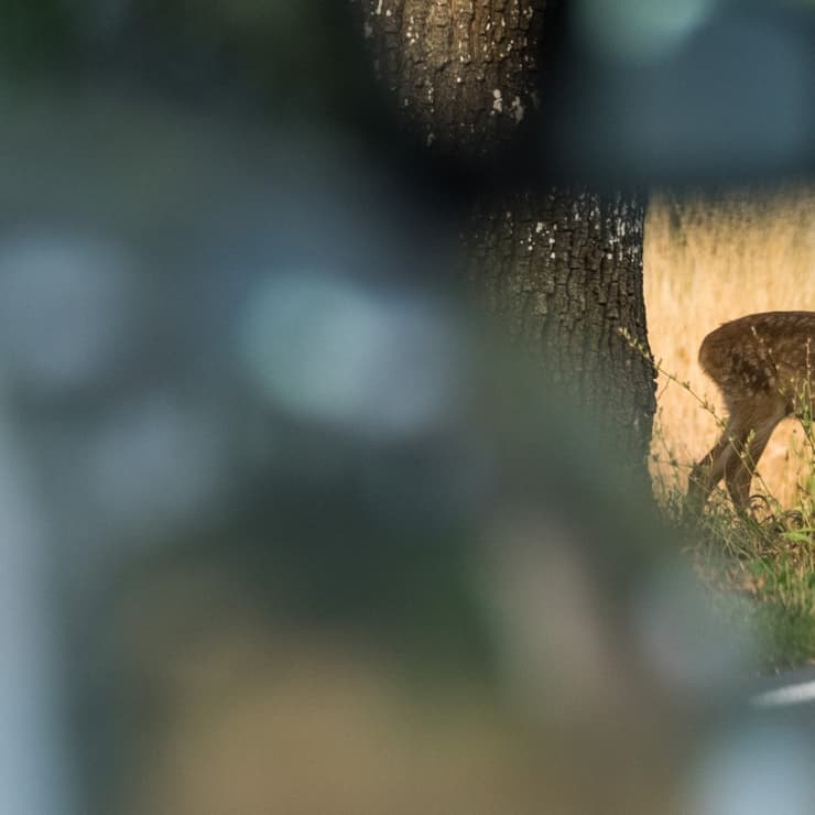 Wildunfall - Wildunfälle