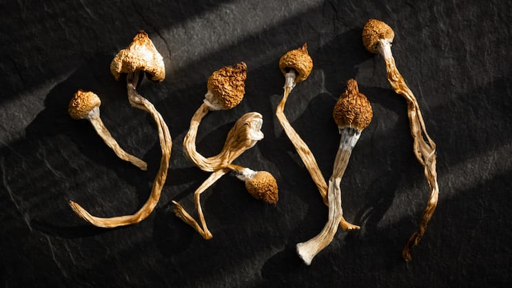 Getrocknete Psilocybin-haltige Pilze.