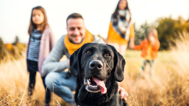 Hund Familie