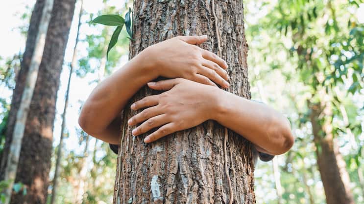 Save the Forest, Nachhaltigkeit