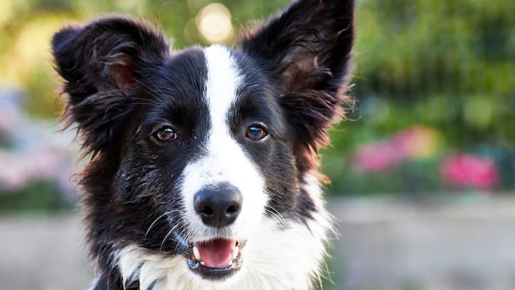 Haustierversicherung Hund Border Collie