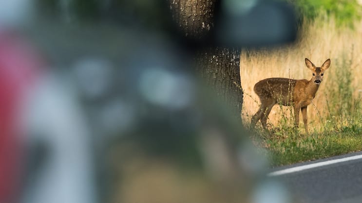 Chez AXA, les accidents avec des animaux sauvages ont coûté plus de 11,5 millions de francs en 2024.
