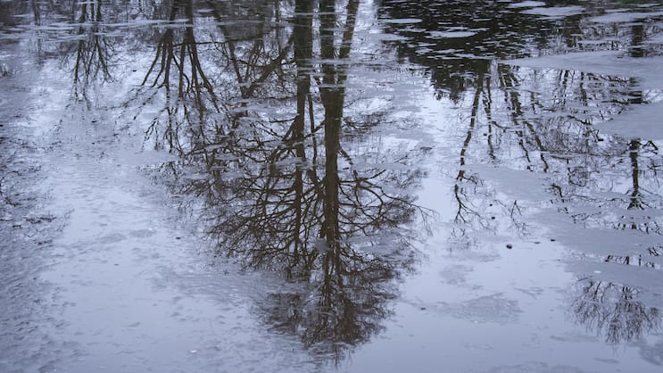 Ein Baum spiegelt sich in dünnem Eis