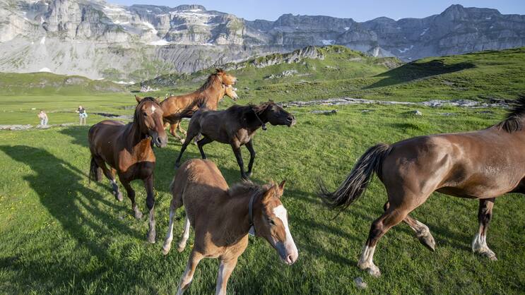 Pferde auf der Glattalp: Axa Schweiz zieht Angebot an Tierversicherer Epona zurück.