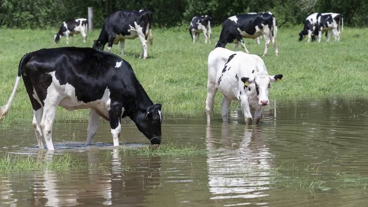 Überflutetes Feld in Sonceboz am 24. Juni 2021: Der Berner Jura wurde am Mittwoch in Mitleidenschaft gezogen.