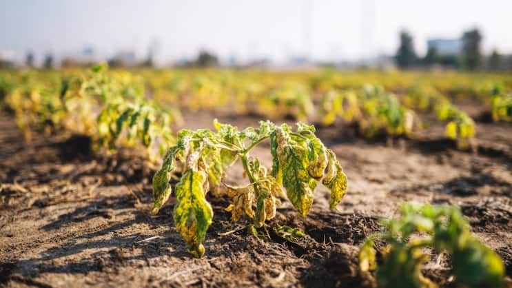 Die Trockenheit macht der Schweizer Landwirtschaft in diesem Sommer schwer zu schaffen.